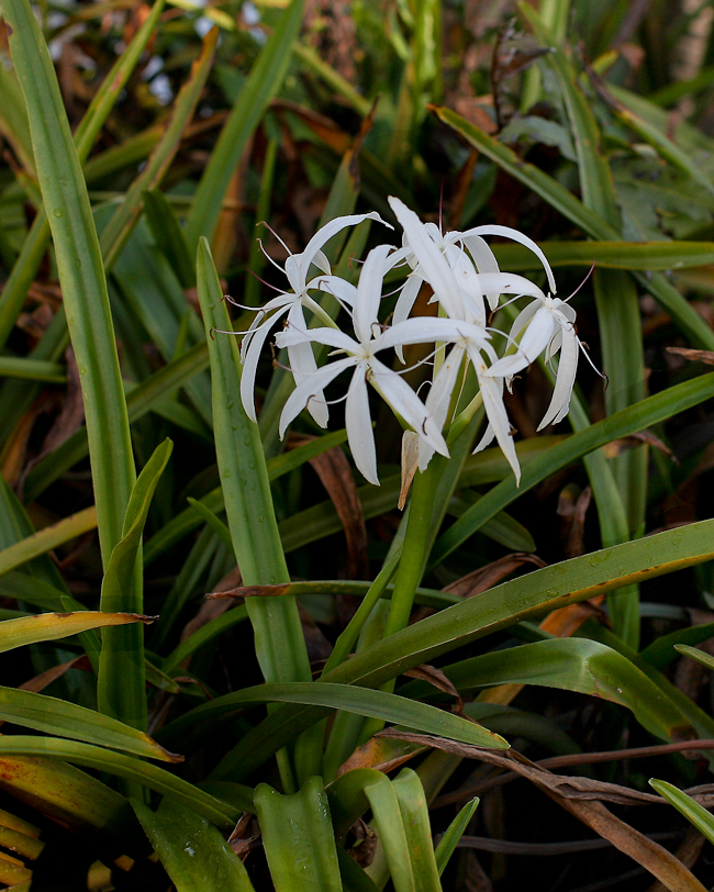 Crinum americanum 2