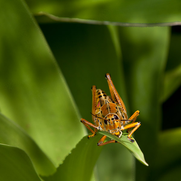 Lubber 5 (small)