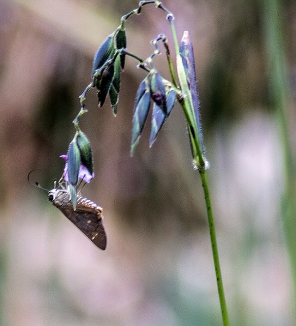 skipper-on-alligator-flag