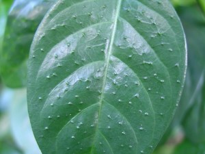 Psychotria punctata (by GR)