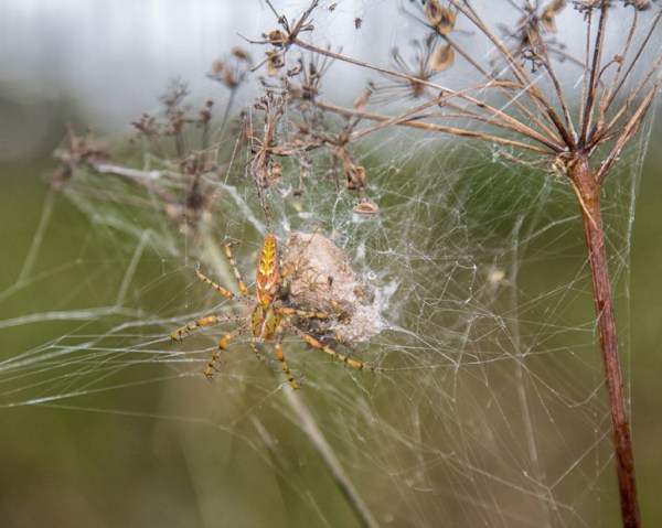 At Jonathan Dickinson State Park, 11/13/15 by John Bradford