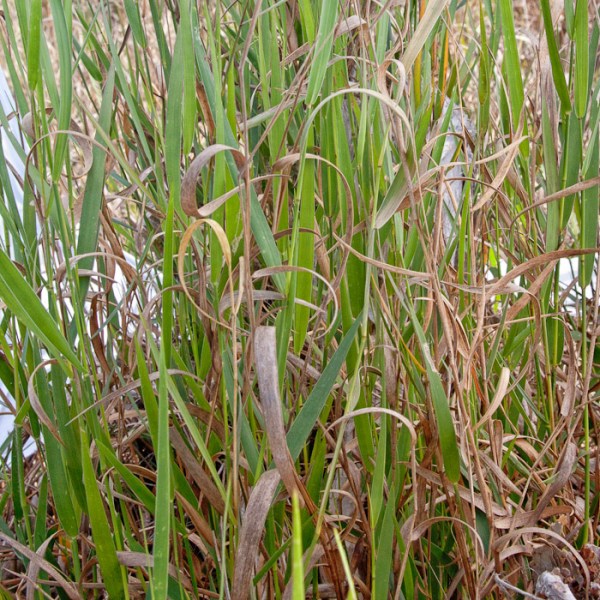 Blue Maidencane