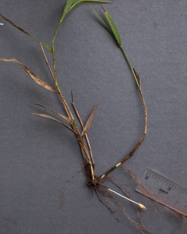 Blue Maidencane Buried Fruit