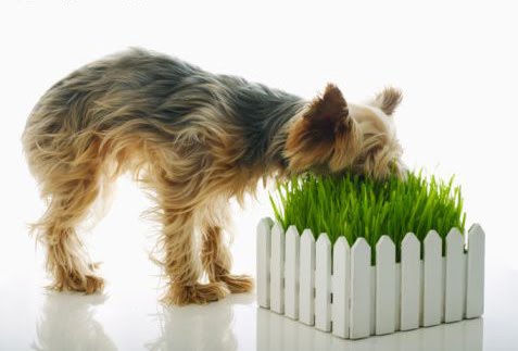 Dog captured by carnivorous grass.