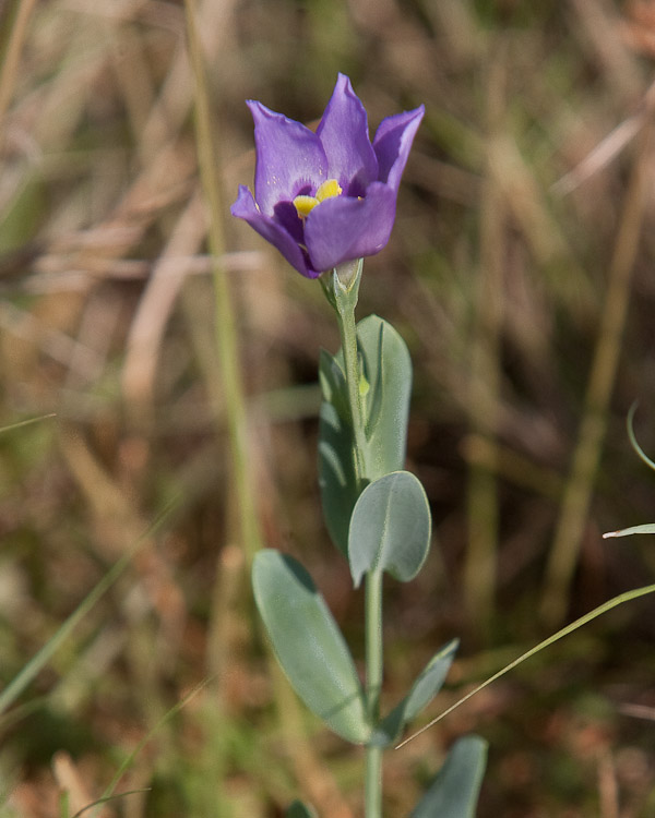 Marsh Gentain