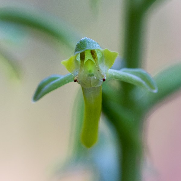 Habenaria floribunda, looking into the alien's face.