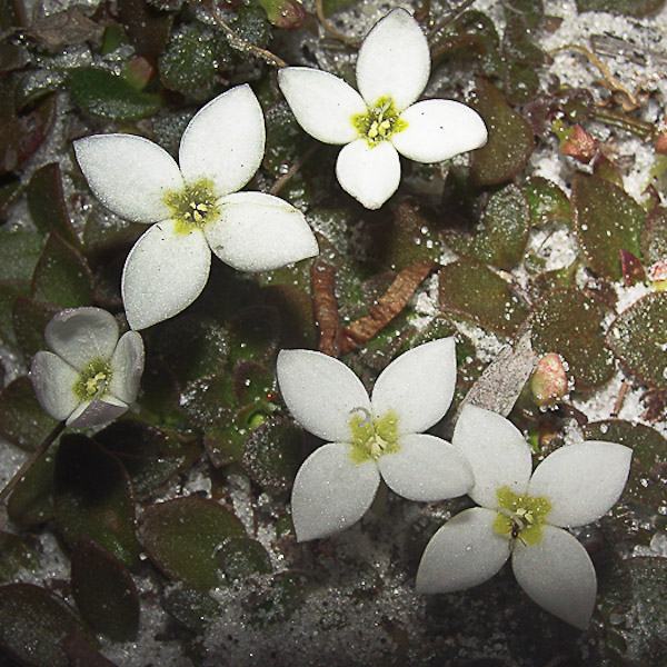 Houstonia procumbens 2
