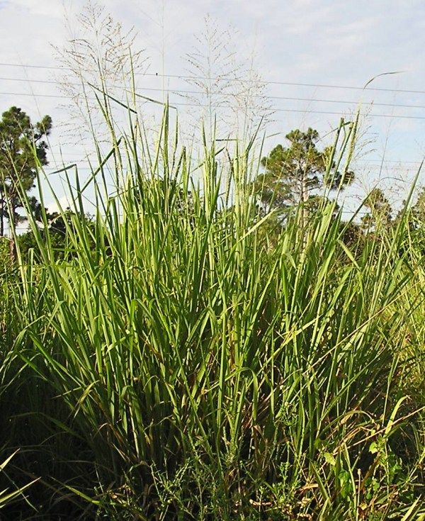 Switch Grass (by JB)
