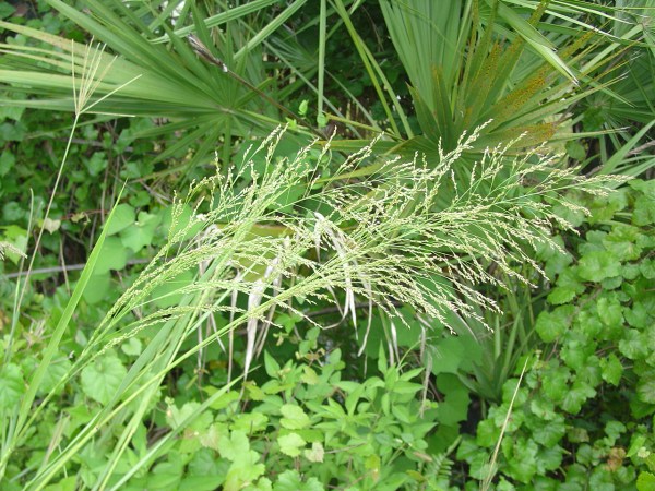 Switch Grass inflorescence (by JB)