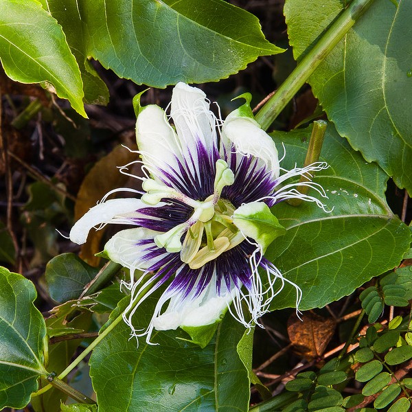 Passiflora edulis (by JB)