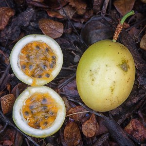Yellow Passionfruit (by JB)