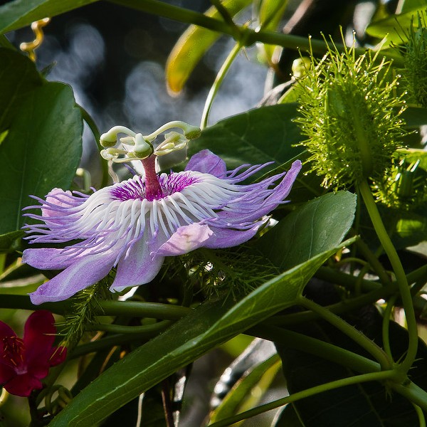 Passiflora foetida (by JB).  Note the androgynophore, wiht 5 stamens near the top and three stigmas.
