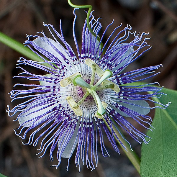 Native Passiflora incarnata (by JB)