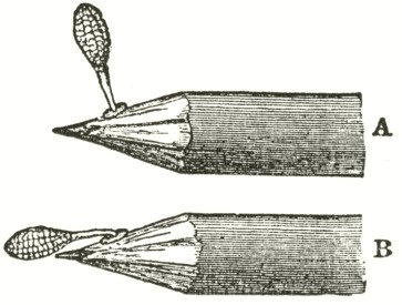 Pollinia on pencils (see below for credit).