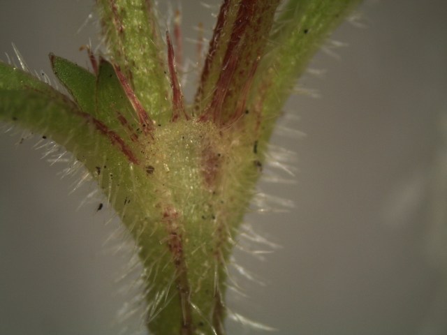 The stipule is fringed on top, and encases the lateral buds (future branches).  Rising at 45 degrees on each side are the petioles (leaf stalks).