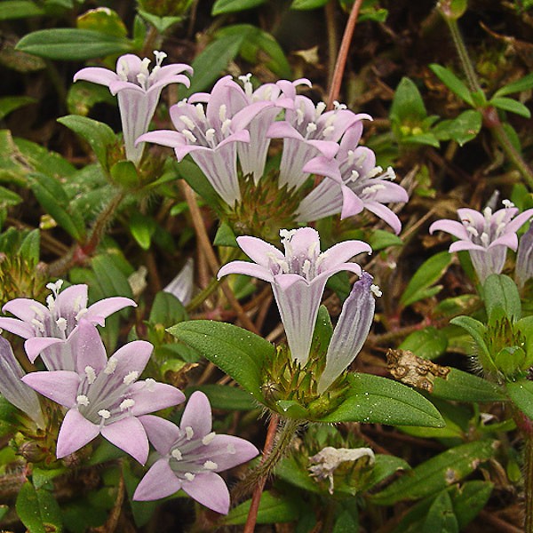 Richardia grandiflora Fairy Cups by John Bradford