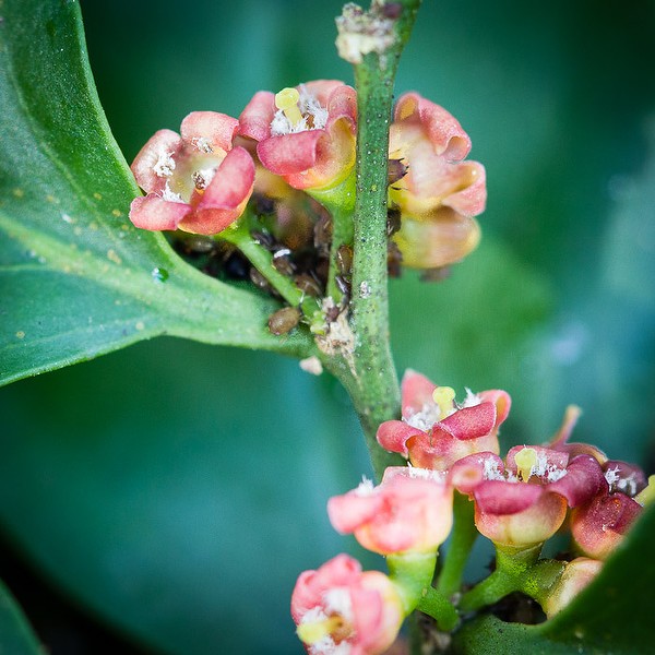 Schoepfia chry flowers jb