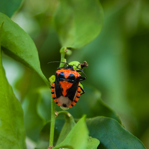 Schoepfia with Sinkbug Vulsirea nigrorubra jb