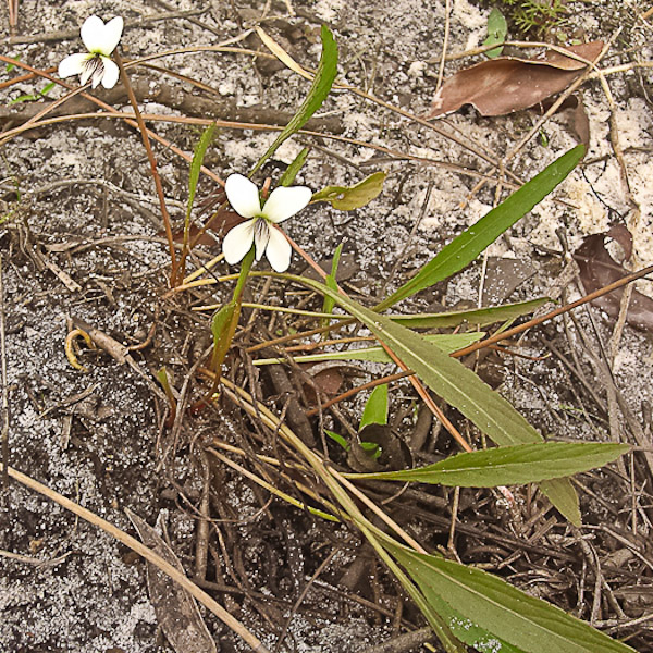 Bog White Violet
