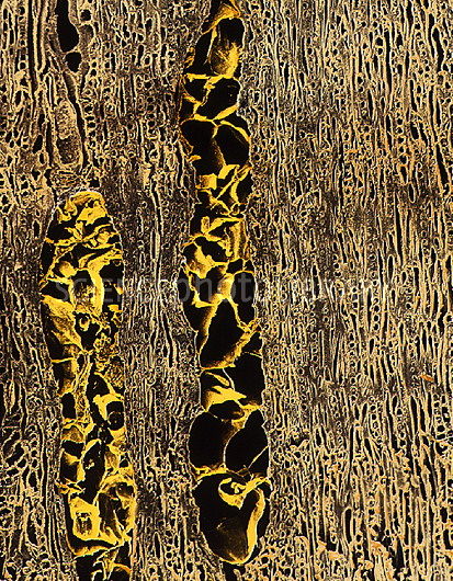 Vessel in Oak wood filled wiht balloonlike tyloses.  (By Dr. Jeremy Burgess, Science Photo Library)