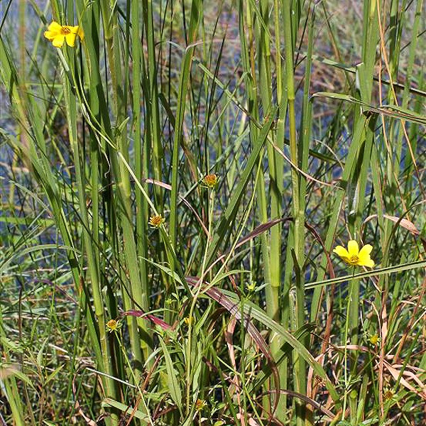 Bidens mitis by JB