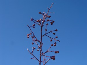 Lechea flowers, sort-of---as big as pinheads