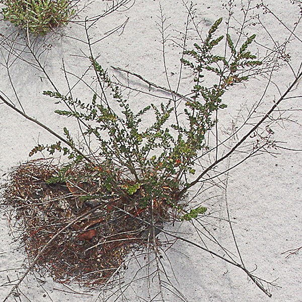 Pinweed (by JB)