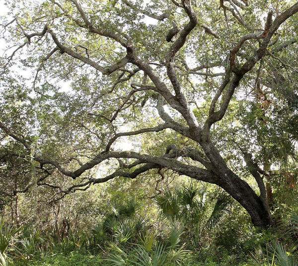 Live Oak by John Bradford
