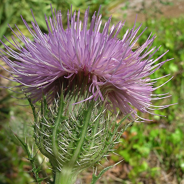 Cirsium horridulum (by JB)