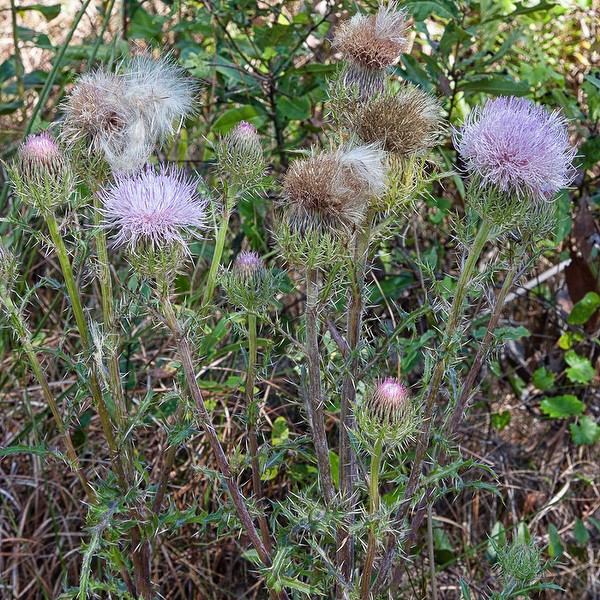 Purple Thistle (by JB)