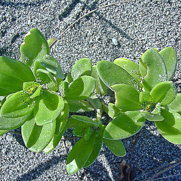 Iva imbricata (by JB)
