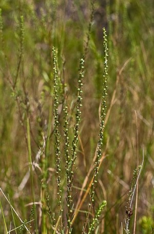 Iva microcephala (by JB)