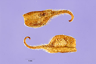 Hooked Stylosanthes segments, by Tracey Slotta, USDA (permitted use).