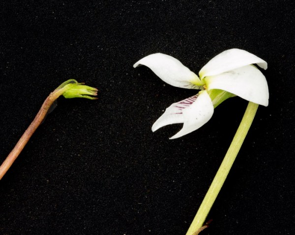 Cleistogamous flower and regular flower (by JB)
