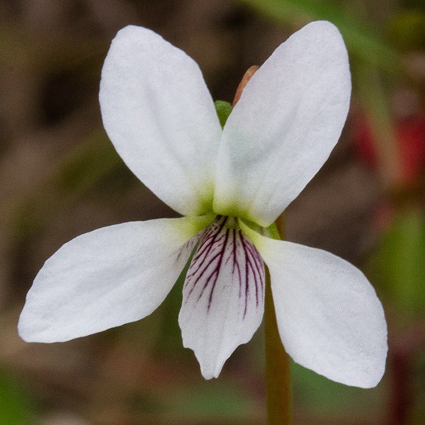 The purple nectar guides correspond with the veins (JB)