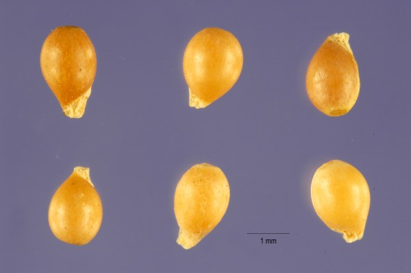 Violet seeds with food packets for ants. (By Jose Hernandez, USDA Database, permitted use.)