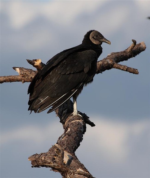 Happily married vulture by JB