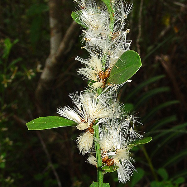 Baccharis glomeruliflora parachute fruits (by JB).