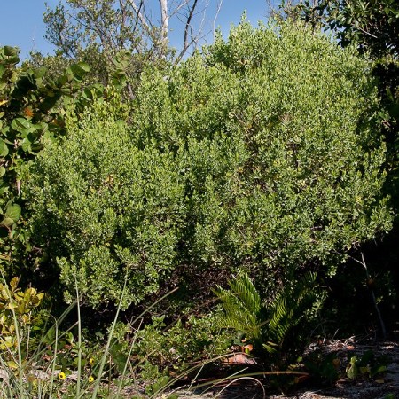 Baccharis glomeruliflora (by JB).