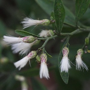 Baccharis halimiflora (by JB).