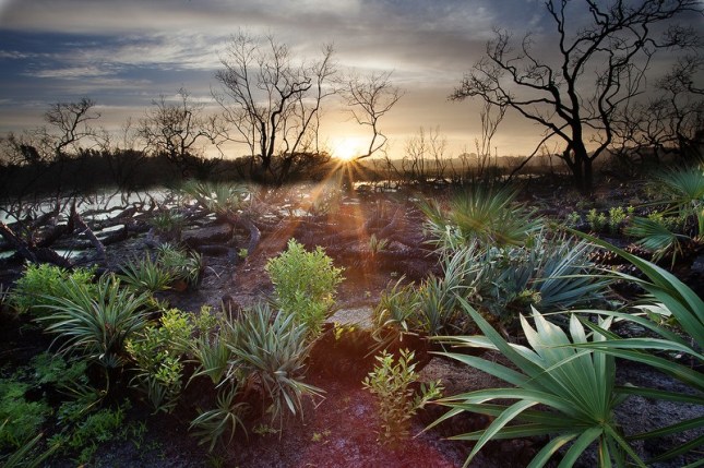 After a fire, here come the Salt Bushes (by JB).