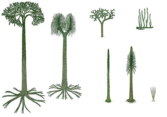 Carboniferous and older Fern Allies.  The ones on the left were 70 feet tall. (From Stanford University)