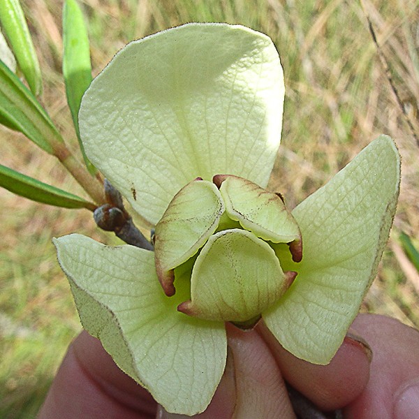 Does it look like an Orchid? (Naw)