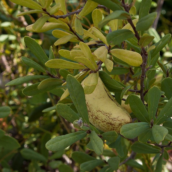 Asimina reticulata fruit.