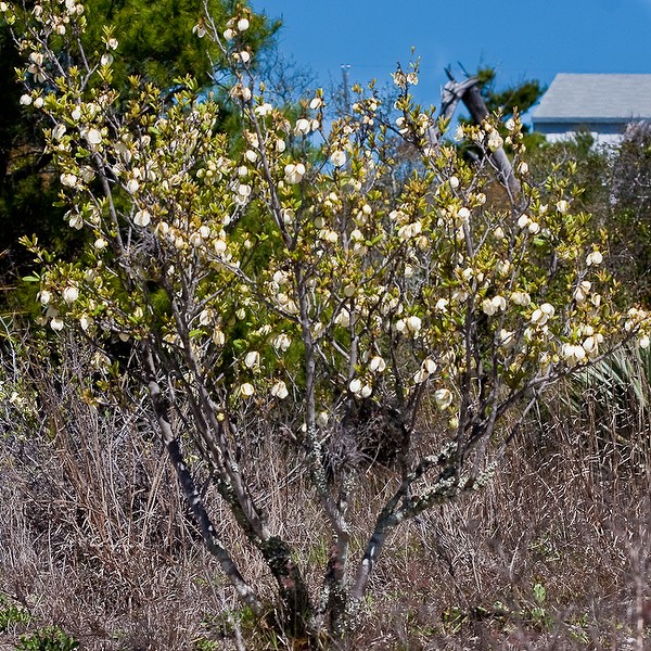 Asimina reticulata