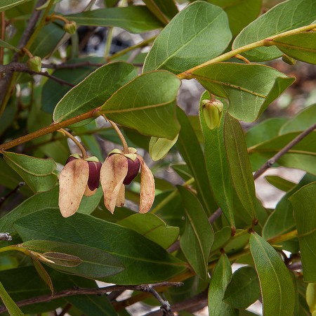 Four-Petal PawPaw in April (by JB)