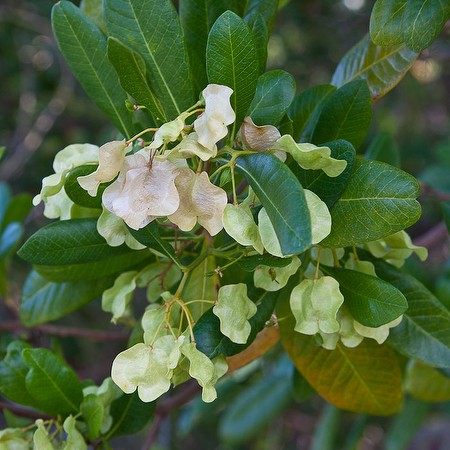 Varnishleaf pods (by JB)