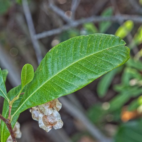 Dodonaea viscosa 2