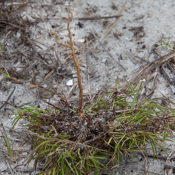 Upside down Pectis.   Check out that taproot!  (By JB)