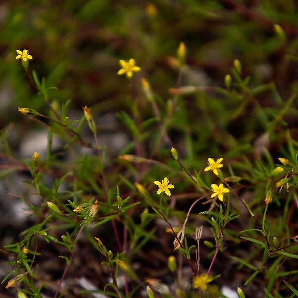 Pectis flowers (by JB)